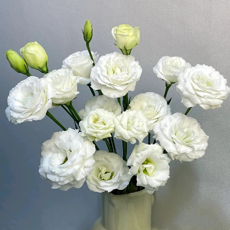 🔥Paskutinė išpardavimo diena💝Eustoma bespygliuočių rožė💐Lisianthus sėklos-LT