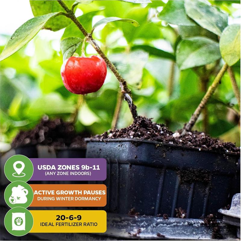 🍒 (New Harvest) Nasiona wiśni słodkiej 🌿Wstępnie przygotowane do szybkiego kiełkowania (99% kiełkowania)