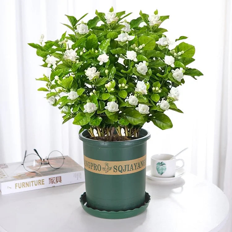 OSTATNI DZIEŃ PROMOCJI - 35% ZNIŻKI 🌸 Roślina doniczkowa Jaśmin (🌱Gwarancja przetrwania: Darmowa wymiana🌿)