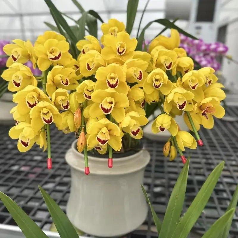 👑 Królowa Orchidei – Długowieczne Cebule Cymbidium
