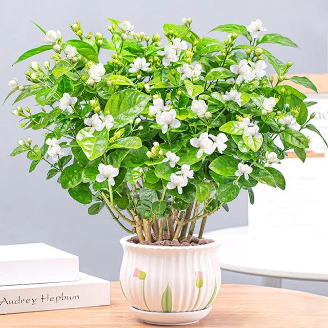 OSTATNI DZIEŃ PROMOCJI - 35% ZNIŻKI 🌸 Roślina doniczkowa Jaśmin (🌱Gwarancja przetrwania: Darmowa wymiana🌿)