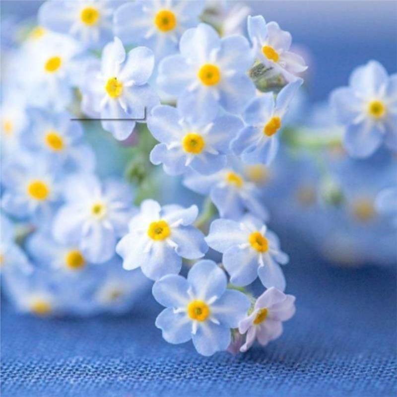 Nasiona niezapominajki Blue Memory – kwiaty do ogrodu wiejskiego o sprawdzonej jakości 🌿💙