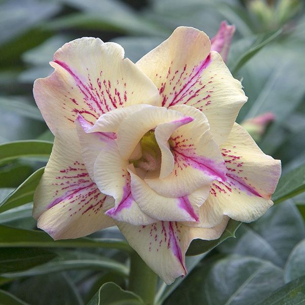🎁Cebule róży pustynnej🌵Bardzo łatwa pielęgnacja! 🌸Cebule Adenium Obesum