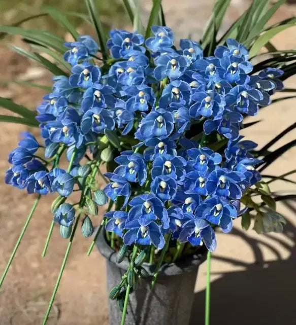 👑 Królowa Orchidei – Długowieczne Cebule Cymbidium