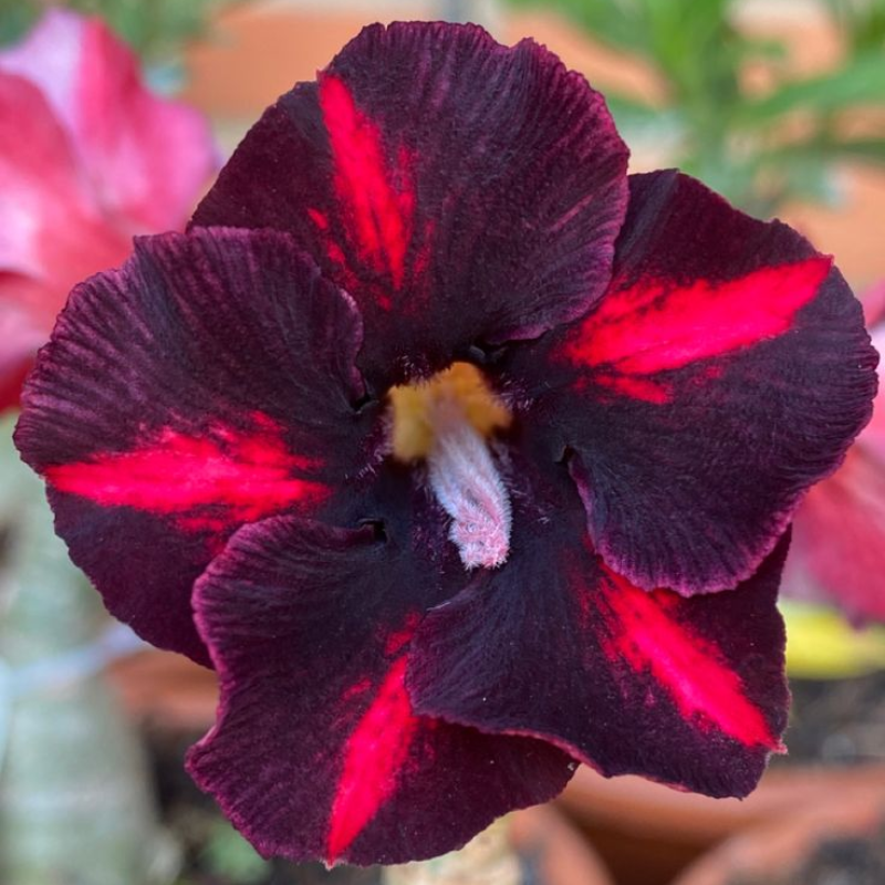 🎁Cebule róży pustynnej🌵Bardzo łatwa pielęgnacja! 🌸Cebule Adenium Obesum