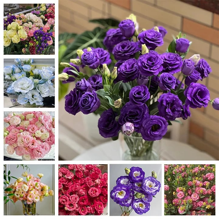 🔥Posledný deň predaja💝Eustoma beztŕňová ruža💐Semená Lisianthus-SK
