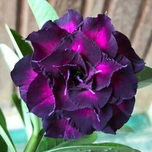 🎁Cebule róży pustynnej🌵Bardzo łatwa pielęgnacja! 🌸Cebule Adenium Obesum