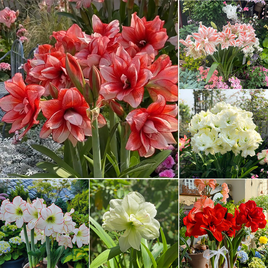 Dvigubai žydinčių amarilių svogūnėliai🌼-LT