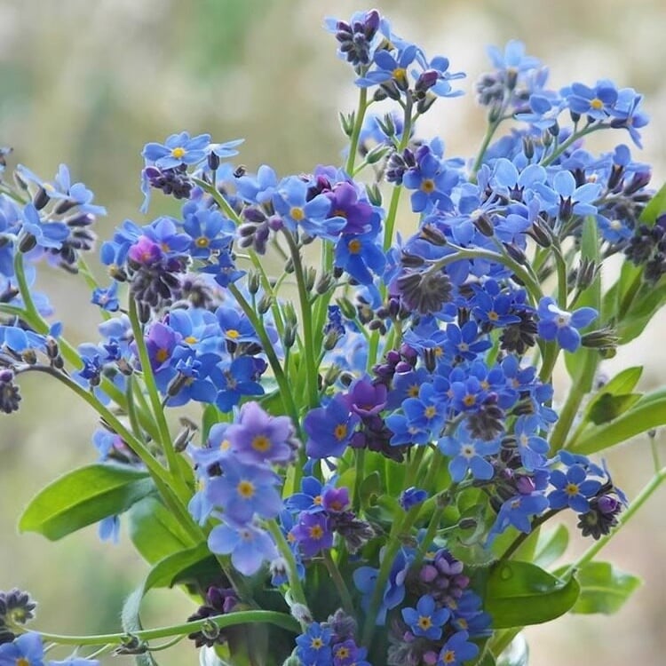 Nasiona niezapominajki Blue Memory – kwiaty do ogrodu wiejskiego o sprawdzonej jakości 🌿💙