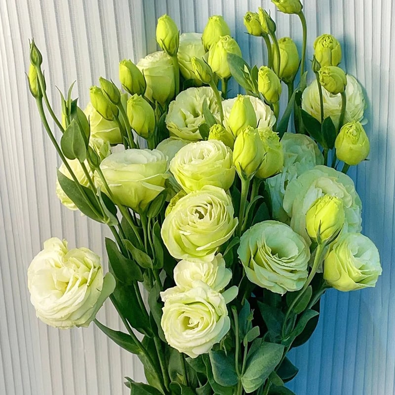 🔥Posledný deň predaja💝Eustoma beztŕňová ruža💐Semená Lisianthus-SK