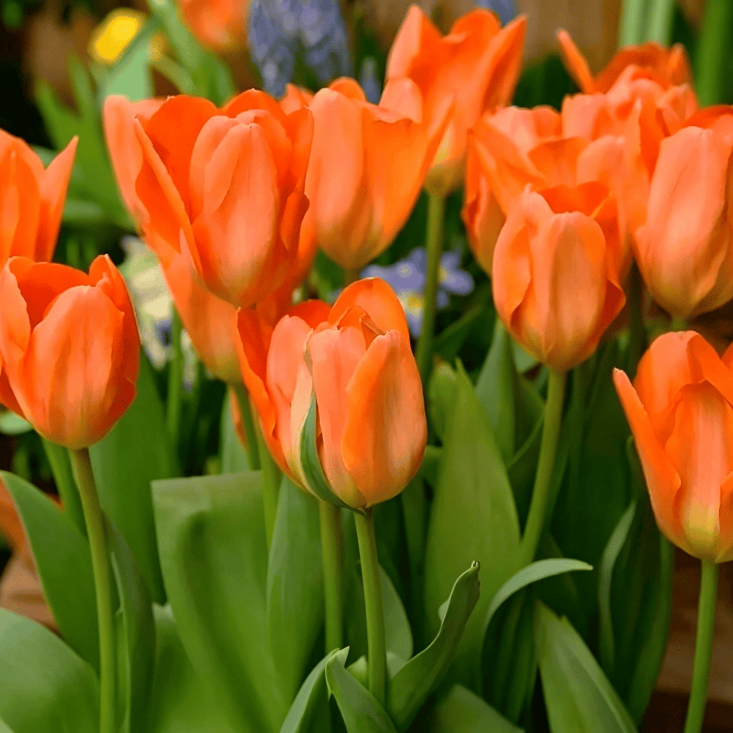 🌷Rzadkie nasiona tulipanów – kolorowe wiosenne kwiaty do doniczek, rabat i ogrodów