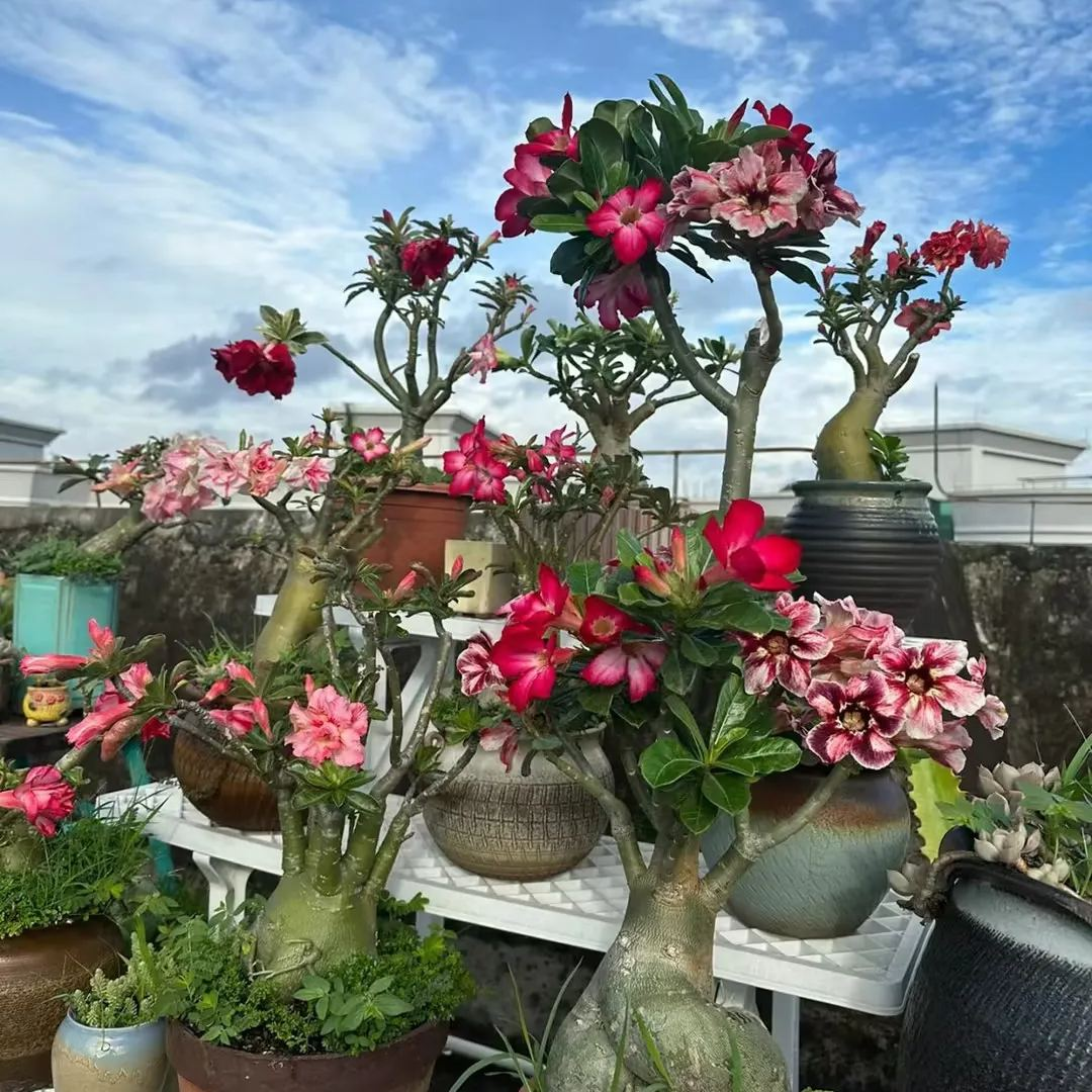 🎁Cebule róży pustynnej🌵Bardzo łatwa pielęgnacja! 🌸Cebule Adenium Obesum