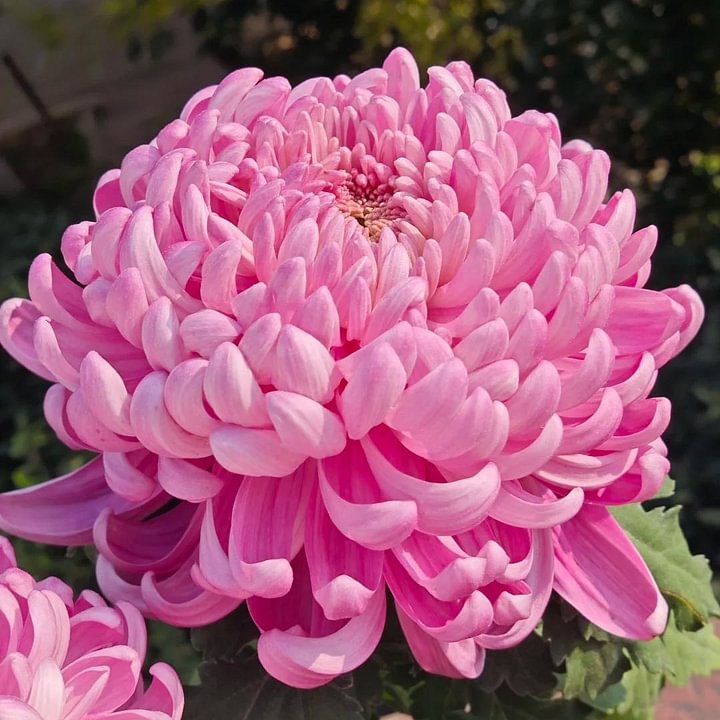 🌺Kwiat Elegancji🌼Gigantyczne Nasiona Chryzantemy
