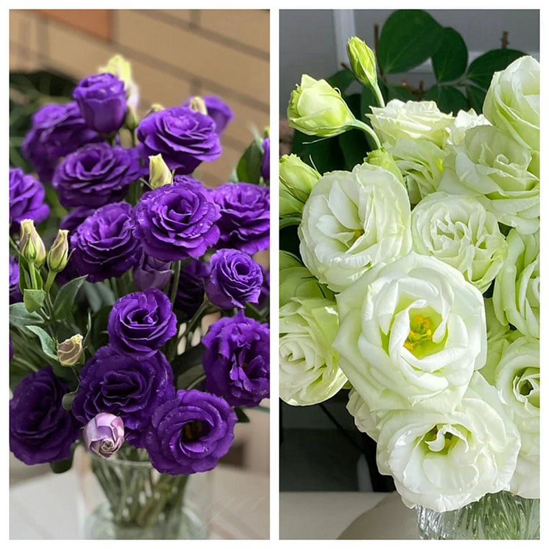 🔥Paskutinė išpardavimo diena💝Eustoma bespygliuočių rožė💐Lisianthus sėklos-LT