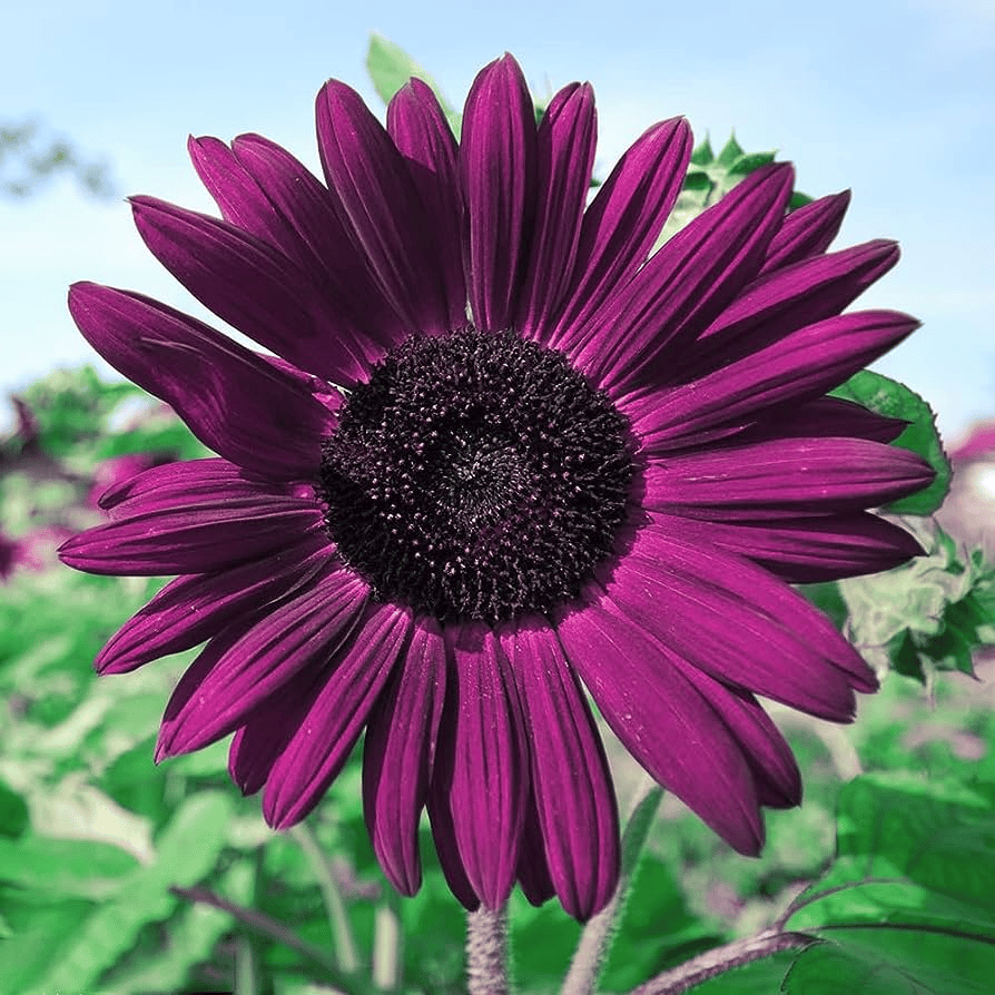 Ostatnie 8000 nasion💜 Nasiona słonecznika Midnight Sun Giant 🌻 Rzadka odmiana, która osiąga wysokość ponad 2,4 m