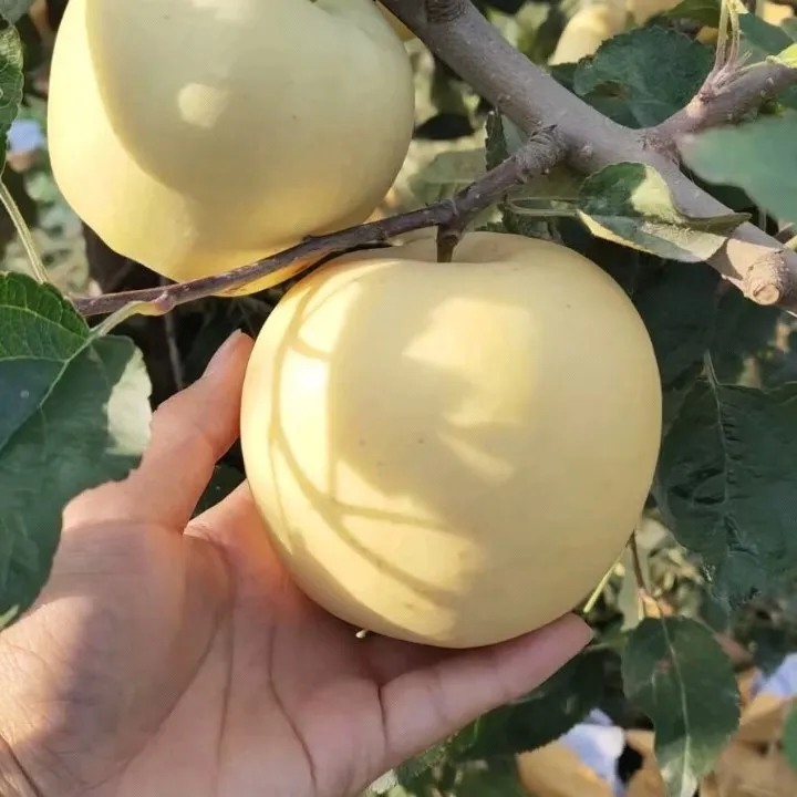 Σπόροι χρυσού μήλου, ποσοστό επιβίωσης 90% - LT 