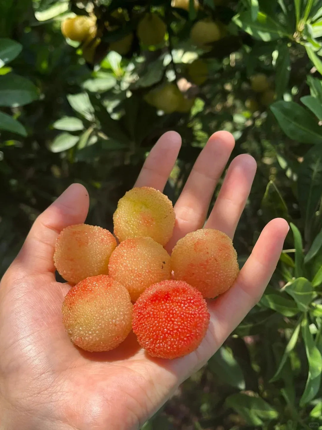 Velikanska jagoda Bayberry: Velikost žogice za namizni tenis, ⭐ Okus kombinacije jagode in češnje-SI