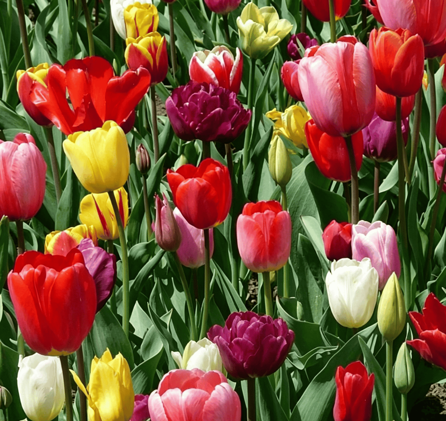 🌷Rzadkie nasiona tulipanów – kolorowe wiosenne kwiaty do doniczek, rabat i ogrodów