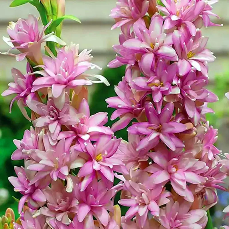 Διπλή Τουμπερόζα 🌸 - Μεγάλο βολβώδες λουλούδι-GR