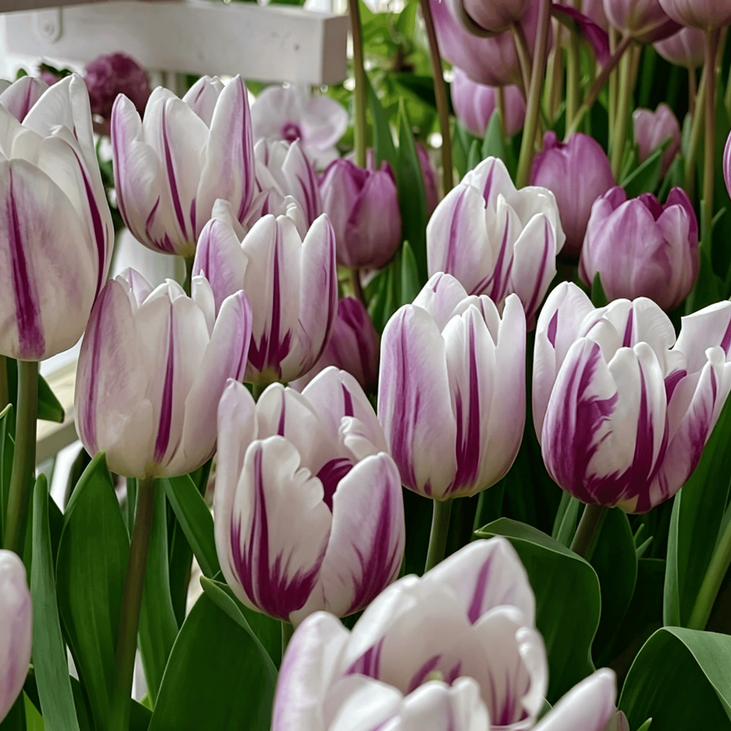 🌷Rzadkie nasiona tulipanów – kolorowe wiosenne kwiaty do doniczek, rabat i ogrodów