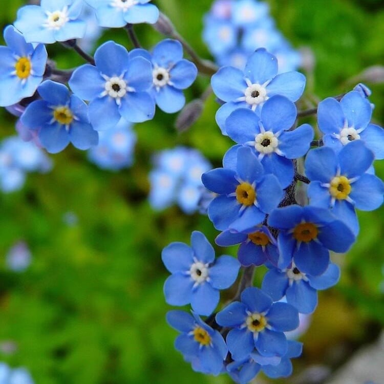 Nasiona niezapominajki Blue Memory – kwiaty do ogrodu wiejskiego o sprawdzonej jakości 🌿💙