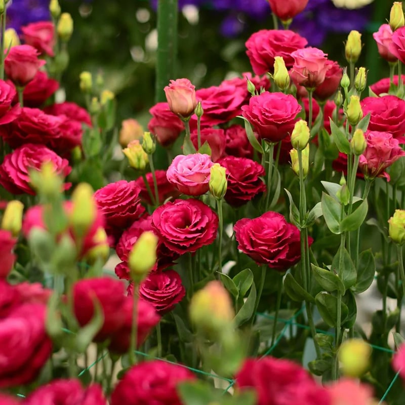 🔥Posledný deň predaja💝Eustoma beztŕňová ruža💐Semená Lisianthus-SK