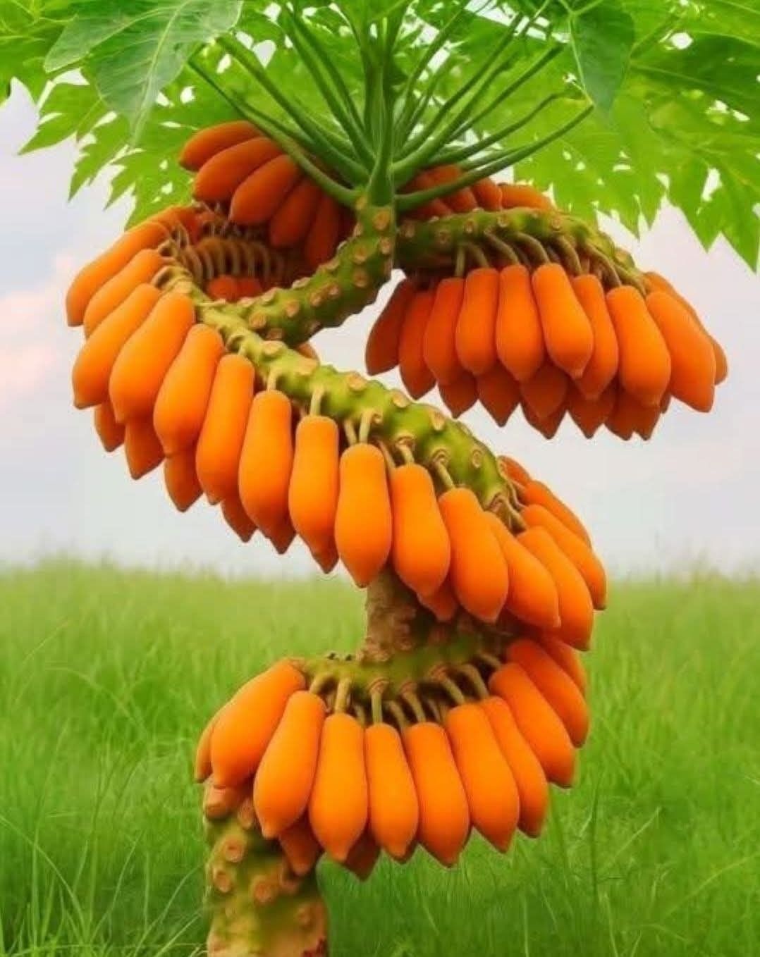 🥭 Rzadka papaja Dragon Claw – odżywia ciało, wspiera codzienne dobre samopoczucie