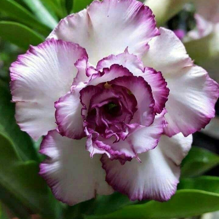 🎁Cebule róży pustynnej🌵Bardzo łatwa pielęgnacja! 🌸Cebule Adenium Obesum