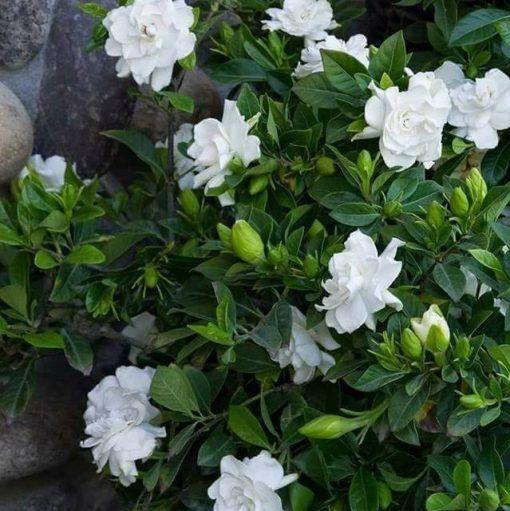 OSTATNI DZIEŃ PROMOCJI - 35% ZNIŻKI 🌸 Roślina doniczkowa Jaśmin (🌱Gwarancja przetrwania: Darmowa wymiana🌿)