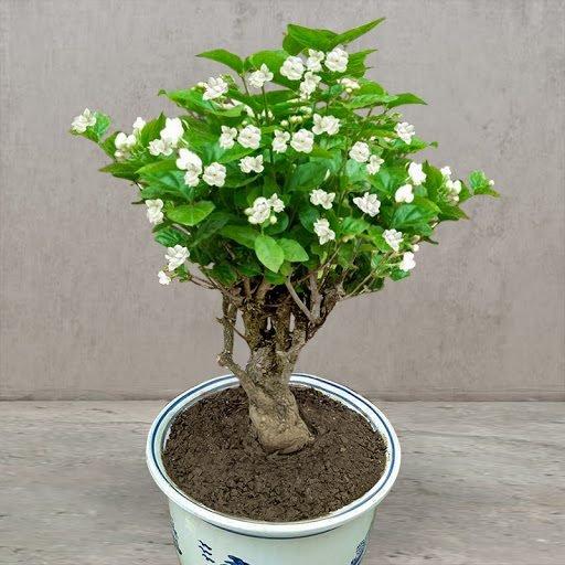 OSTATNI DZIEŃ PROMOCJI - 35% ZNIŻKI 🌸 Roślina doniczkowa Jaśmin (🌱Gwarancja przetrwania: Darmowa wymiana🌿)