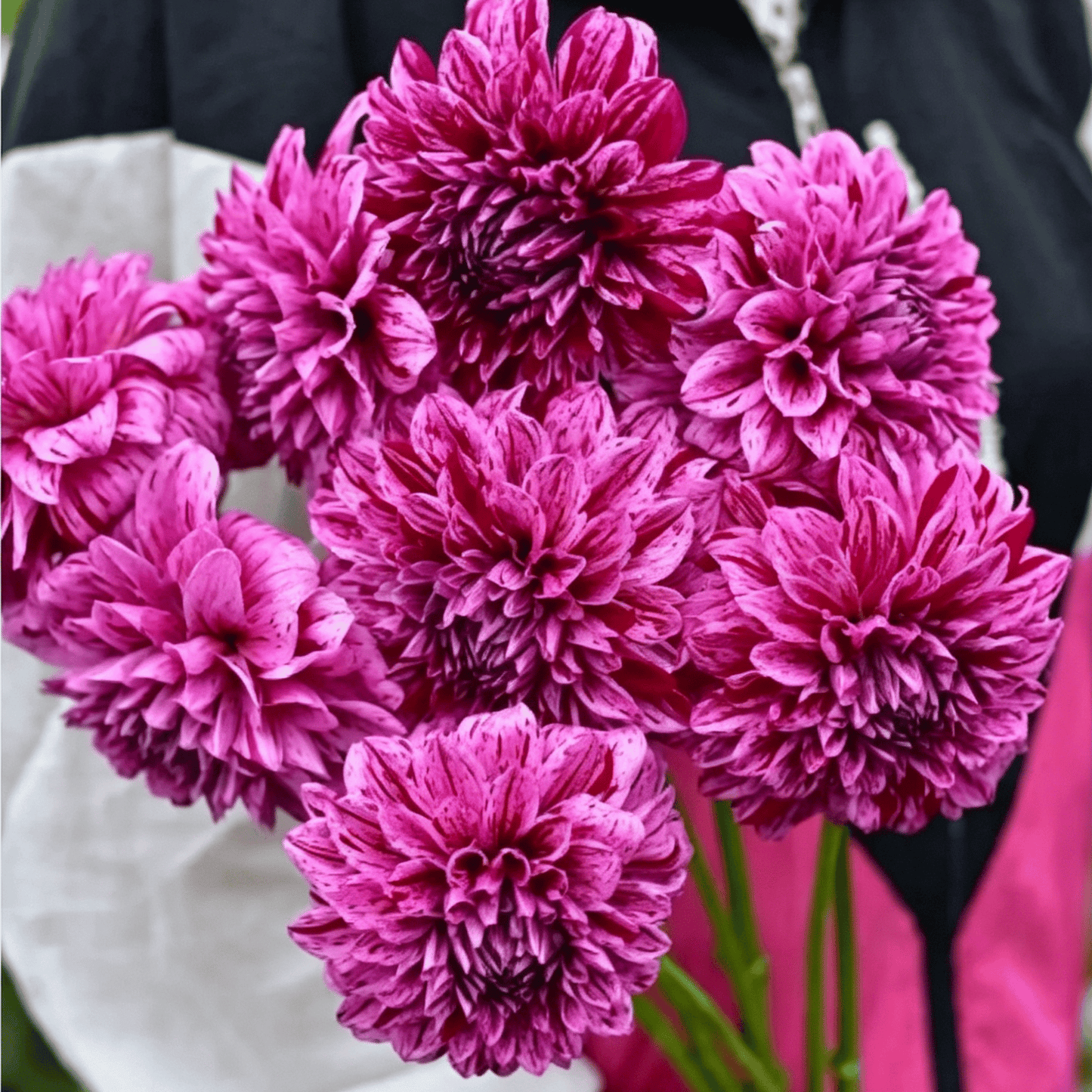 Nasiona dalii Garden Showstopper – duże, kolorowe kwiaty, które skradły show