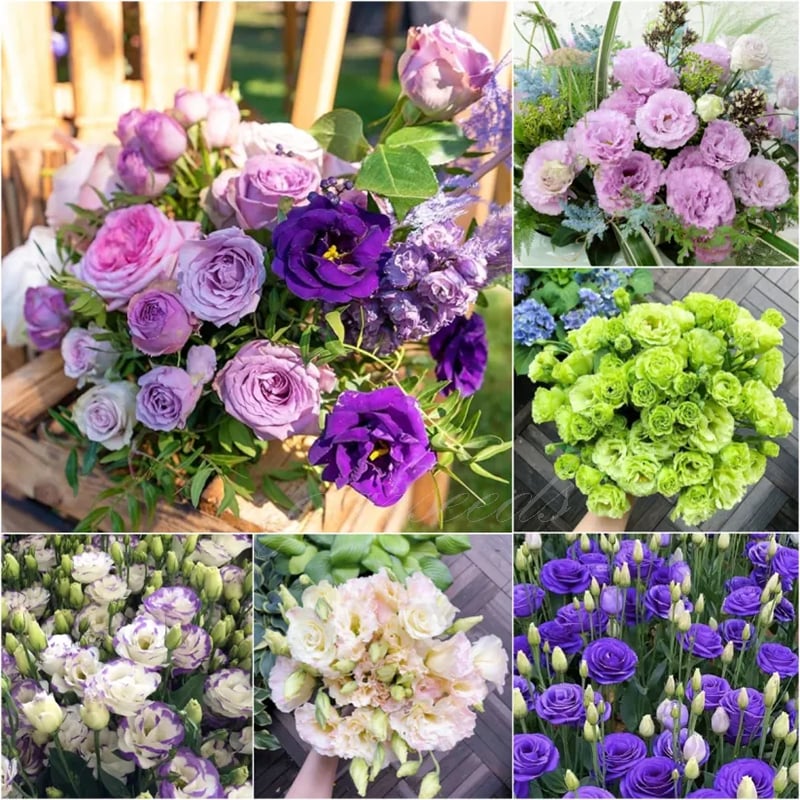 🔥Paskutinė išpardavimo diena💝Eustoma bespygliuočių rožė💐Lisianthus sėklos-LT
