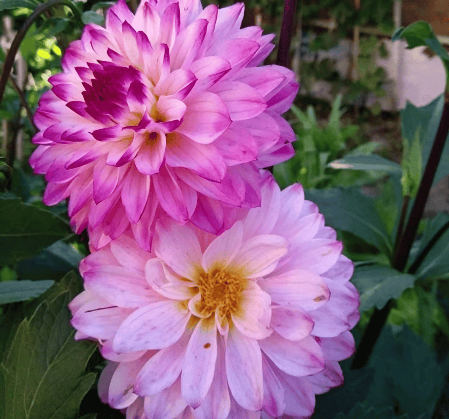 Nasiona dalii Garden Showstopper – duże, kolorowe kwiaty, które skradły show