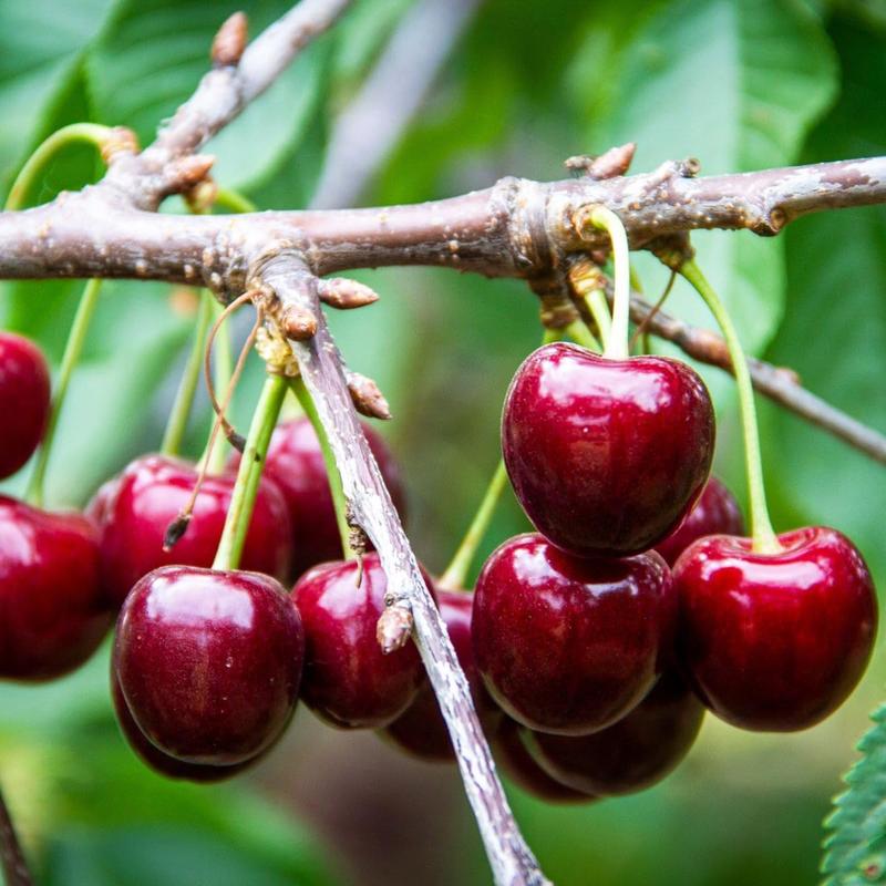 🍒 (New Harvest) Nasiona wiśni słodkiej 🌿Wstępnie przygotowane do szybkiego kiełkowania (99% kiełkowania)
