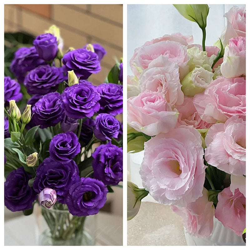 🔥Ostatni dzień wyprzedaży💝Eustoma Thornless Rose💐Lisianthus Seeds