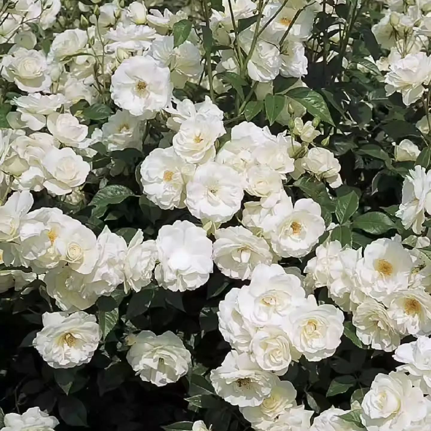 Nasiona róży pnącej🌹