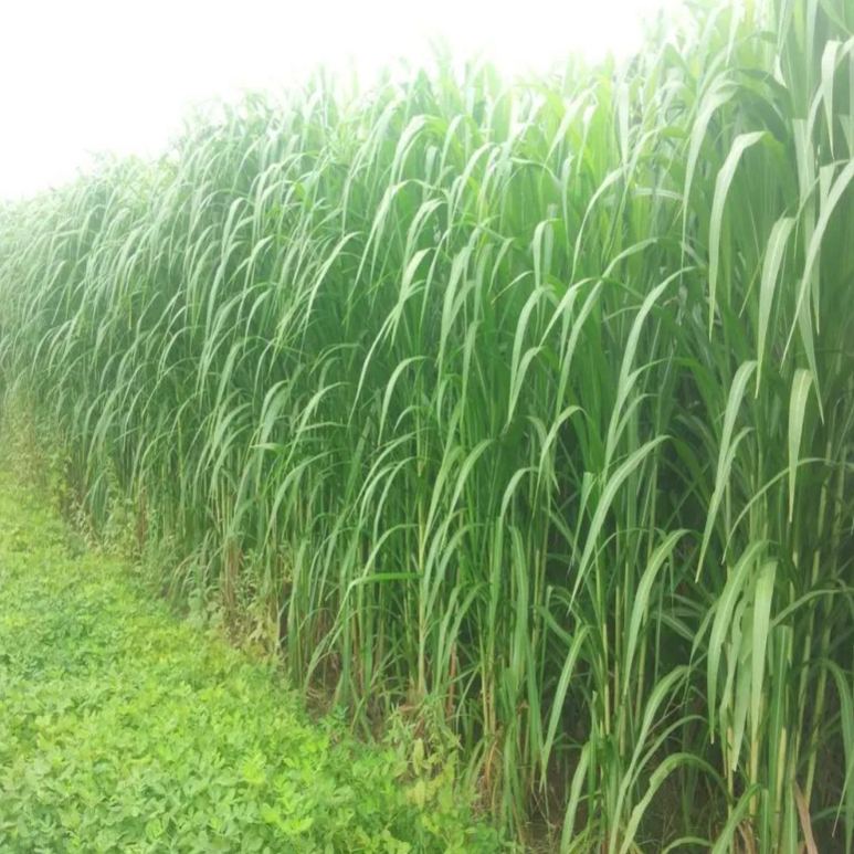 🌿Sorgų ir Sudano žolių hibridinė veislė ✅Didelio derlingumo pašarinės sėklos-LT