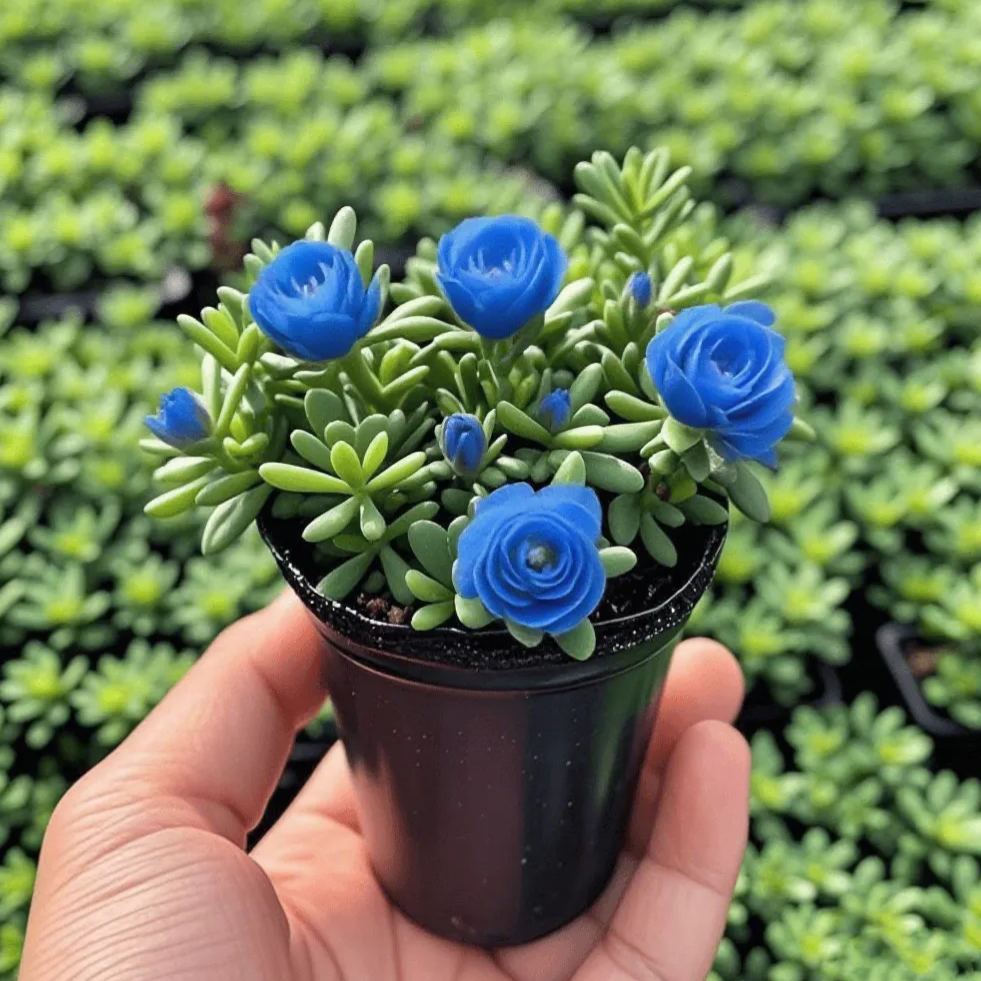 Βολβοί ορχιδέας με διπλό τριαντάφυλλο – Ανθεκτικοί και αρωματικοί-GR