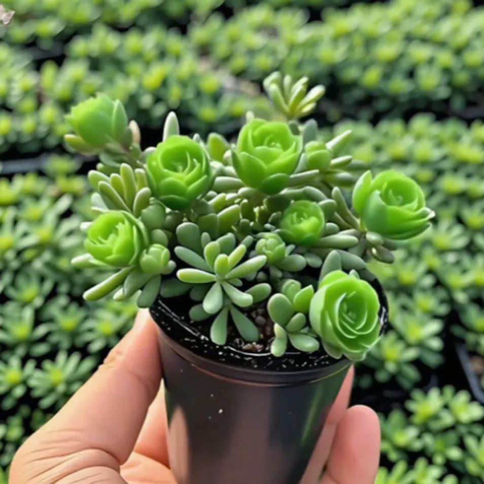 Cibuľky dvojitých ruží – odolné a voňavé-SK