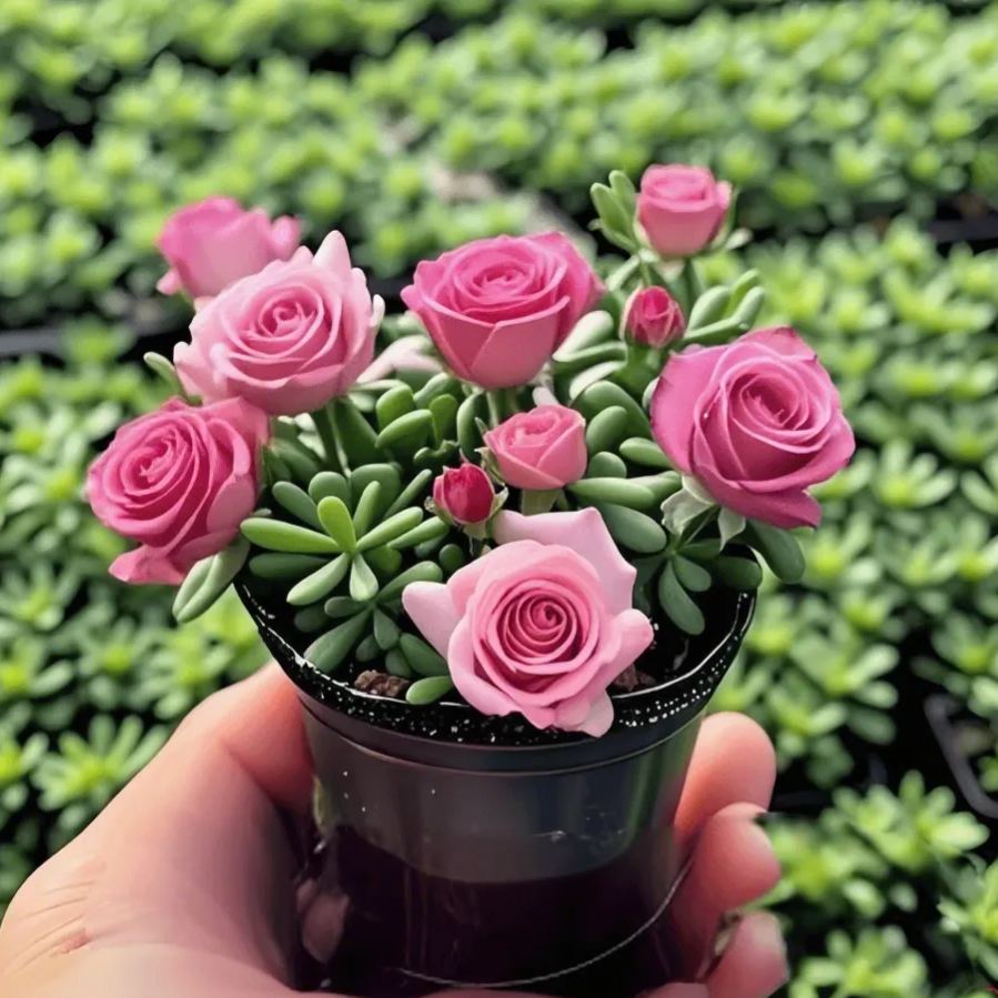 Dvigubos rožės orchidėjų svogūnėliai – atsparūs ir kvapnūs-LT