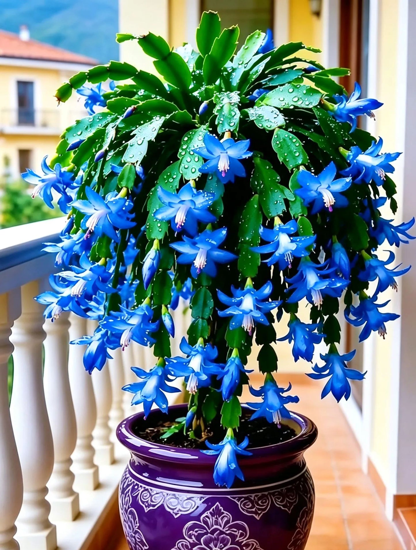 🦀Mieszane kolory cebul Schlumbergera – łatwe w pielęgnacji kwiaty w każdym odcieniu, nawet zimą ❄️🌈