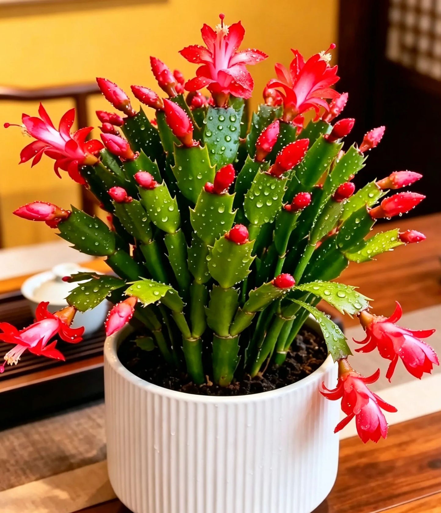 🦀Mieszane kolory cebul Schlumbergera – łatwe w pielęgnacji kwiaty w każdym odcieniu, nawet zimą ❄️🌈
