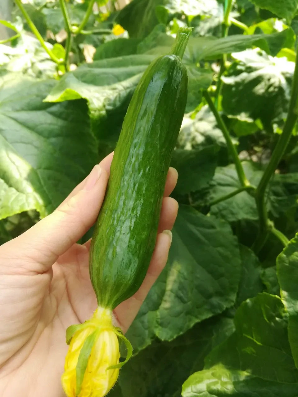 Nasiona ogórka F1 Superfruit Cluster o wysokiej wydajności