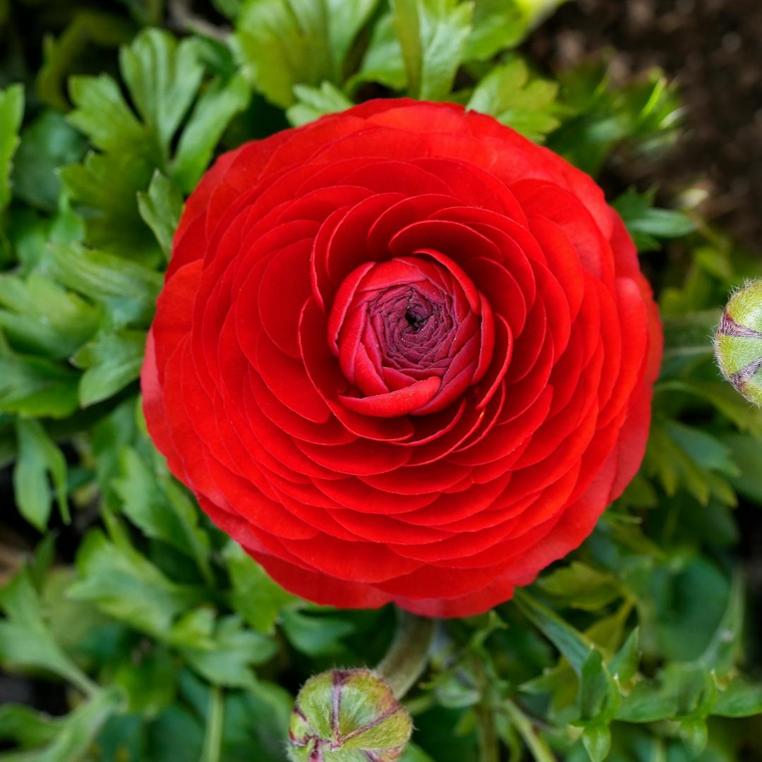 Cebulki kwiatów jaskra – delikatne, eleganckie, niezapomniane 🌸