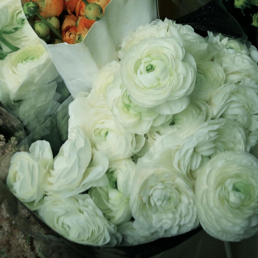 Cebulki kwiatów jaskra – delikatne, eleganckie, niezapomniane 🌸