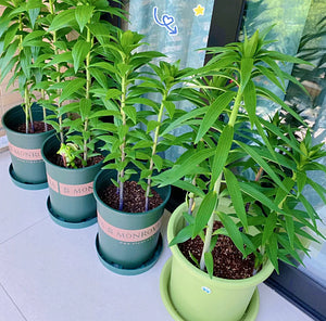 🌺Kvepiančios lelijų svogūnėliai – gaivūs ir saldūs-LT