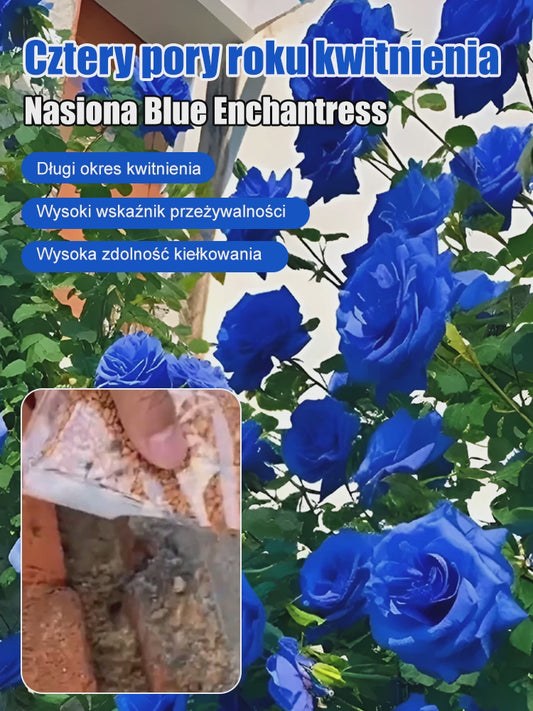 Nasiona Blue Enchantress